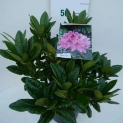 Rhododendron (Rhododendron 'Cosmopolitan') -DIRECTPLANT Winkel cosmopolitan c5 zij