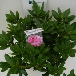 Rhododendron (Rhododendron 'Cosmopolitan') -DIRECTPLANT Winkel cosmopolitan c7.5 boven