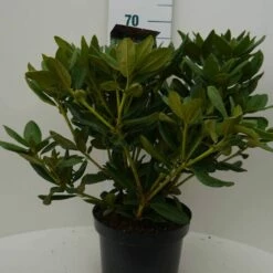 Rhododendron (Rhododendron 'Cosmopolitan') -DIRECTPLANT Winkel cosmopolitan c7.5 voor 1