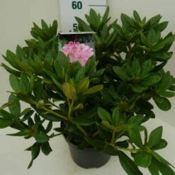 Rhododendron (Rhododendron 'Cosmopolitan') -DIRECTPLANT Winkel cosmopolitan c7.5 zij 1