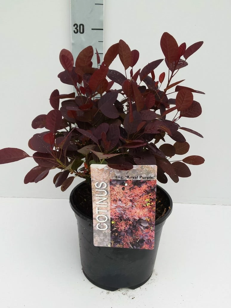 Pruikenboom Als Struik (Cotinus Coggygria 'Royal Purple') 10 Pruikenboom Als Struik (Cotinus Coggygria 'Royal Purple') - Afbeelding 8