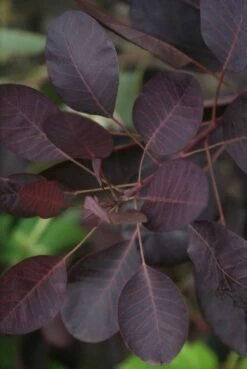Pruikenboom Als Struik (Cotinus Coggygria 'Royal Purple') 17 Pruikenboom Als Struik (Cotinus Coggygria 'Royal Purple') -DIRECTPLANT Winkel cotinus cog. royal purple 2