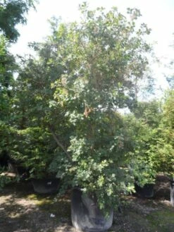 Pruikenboom (Cotinus Coggygria) 7 Pruikenboom (Cotinus Coggygria) -DIRECTPLANT Winkel cotinus coggygria 300 350 c350 extra