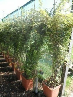 Dwergmispel (Cotoneaster Franchetii) -DIRECTPLANT Winkel cotoneaster franchetii 150 200 c30 extra