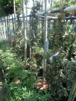 Dwergmispel (Cotoneaster Lacteus) -DIRECTPLANT Winkel cotoneaster lacteus c10 100 150 1