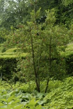 Chileense Lantaarnboom (Crinodendron Hookerianum) -DIRECTPLANT Winkel crinodendron