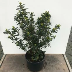 Chileense Lantaarnboom (Crinodendron Hookerianum) -DIRECTPLANT Winkel crinodendron hookerianum c20 1