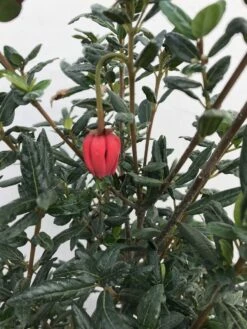 Chileense Lantaarnboom (Crinodendron Hookerianum) -DIRECTPLANT Winkel crinodendron hookerianum c20 1 1