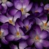 Krokus (Crocus Tommasinianus 'Ruby Giant') -DIRECTPLANT Winkel crocus tomm rubygiant 1