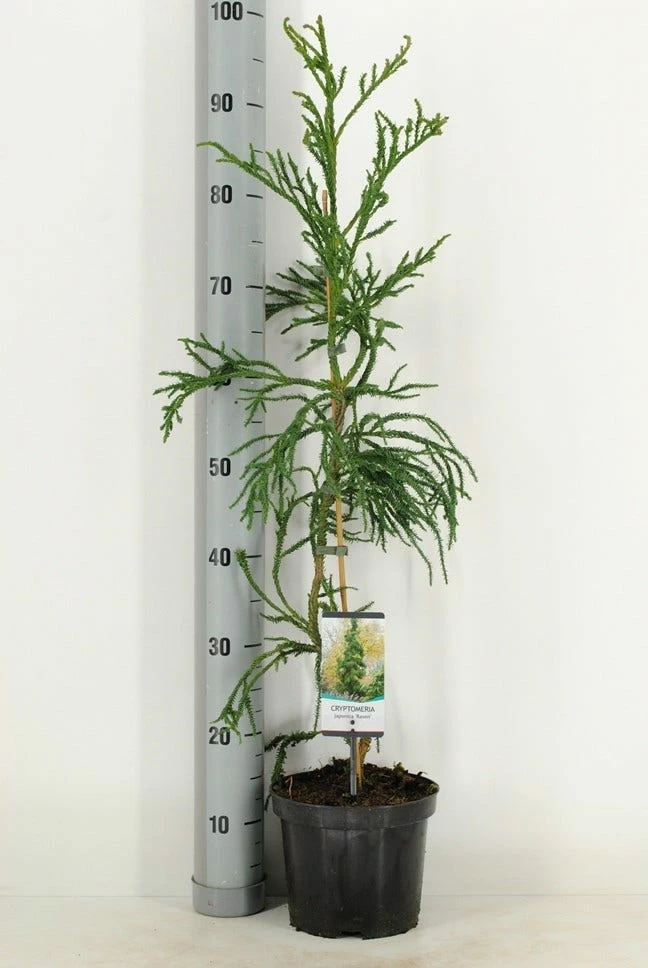 Sikkelden (Cryptomeria Japonica 'Rasen') 3 Sikkelden (Cryptomeria Japonica 'Rasen')