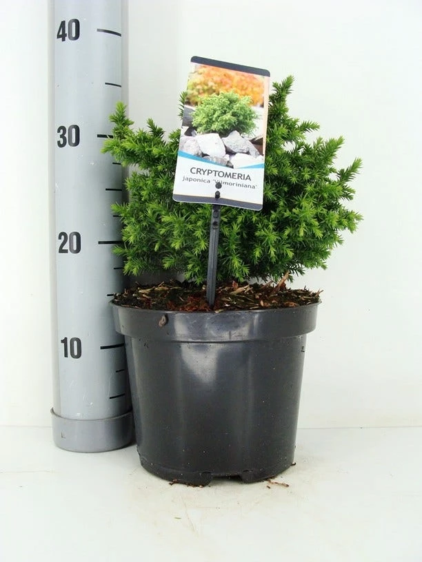 Japanse Dwergcipres (Cryptomeria Japonica 'Vilmoriniana') 3 Japanse Dwergcipres (Cryptomeria Japonica 'Vilmoriniana')