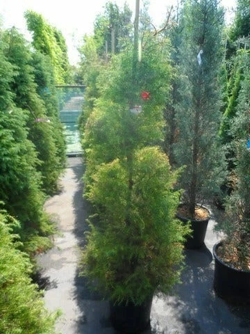 Sikkelden (Cryptomeria Japonica 'Elegans') 11 Sikkelden (Cryptomeria Japonica 'Elegans') - Afbeelding 9