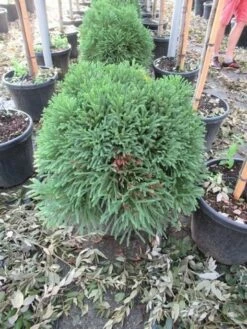 Sikkelden (Cryptomeria Japonica 'Globosa Nana') -DIRECTPLANT Winkel cryptomeria japonica globosa nana 1