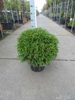 Sikkelden (Cryptomeria Japonica 'Globosa Nana') -DIRECTPLANT Winkel cryptomeria japonica globosa nana 50 60 c20 1