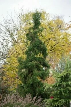 Sikkelden (Cryptomeria Japonica 'Rasen') -DIRECTPLANT Winkel cryptomeria japonica rasen 1 1