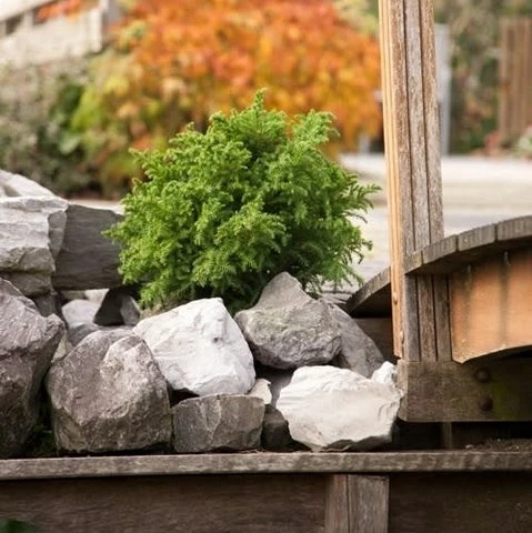 Japanse Dwergcipres (Cryptomeria Japonica 'Vilmoriniana') 4 Japanse Dwergcipres (Cryptomeria Japonica 'Vilmoriniana') - Afbeelding 2