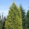 Gele Haagconifeer (Cupressocyparis Leylandii 'Gold Rider') 1 Gele Haagconifeer (Cupressocyparis Leylandii 'Gold Rider') -DIRECTPLANT Winkel culgride 10