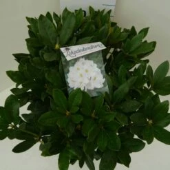 Rhododendron (Rhododendron 'Cunningham White') 29 Rhododendron (Rhododendron 'Cunningham White') -DIRECTPLANT Winkel cun. white c7.5 boven 1