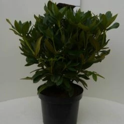 Rhododendron (Rhododendron 'Cunningham White') -DIRECTPLANT Winkel cun. white c7.5 voor