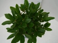 Rhododendron (Rhododendron 'Cunningham White') -DIRECTPLANT Winkel cun white c2 boven