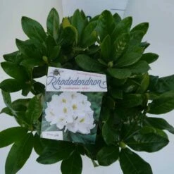 Rhododendron (Rhododendron 'Cunningham White') -DIRECTPLANT Winkel cun white c5 boven 2