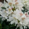Rhododendron (Rhododendron 'Cunningham White') -DIRECTPLANT Winkel cunninghamwhite01 2
