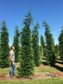 Nieuwe uitgaven -DIRECTPLANT Winkel cup leijlandi 400450