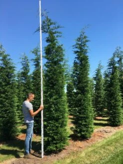 Grote Snelgroeiende Conifeer (Cupressocyparis Leylandii) -DIRECTPLANT Winkel cup leijlandii 450500 1