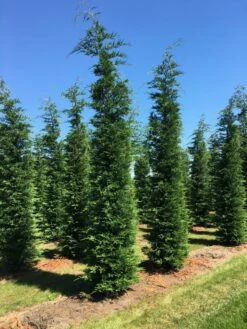 Grote Snelgroeiende Conifeer (Cupressocyparis Leylandii) -DIRECTPLANT Winkel cup leijlandii 500550 1