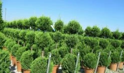 Cupressocyparis, Triobol (Cupressocyparis Leylandii 'Castlewellan Gold') -DIRECTPLANT Winkel cuppressocyparis triobol