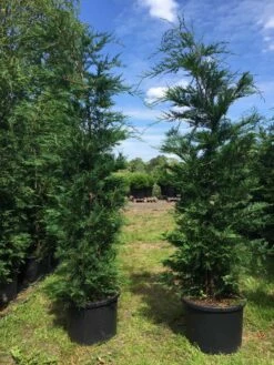 Grote Snelgroeiende Conifeer (Cupressocyparis Leylandii) -DIRECTPLANT Winkel cupressocyparis lelandii h200 250 1 1