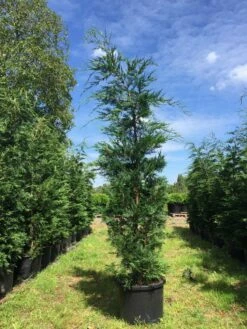 Grote Snelgroeiende Conifeer (Cupressocyparis Leylandii) -DIRECTPLANT Winkel cupressocyparis lelandii h250 300 3 1