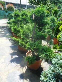 Cupressocyparis Als Bonsai (Cupressocyparis Leylandii 'Castlewellan Gold' ) 9 Cupressocyparis Als Bonsai (Cupressocyparis Leylandii 'Castlewellan Gold' ) -DIRECTPLANT Winkel cupressocyparis leylandii bonsai 100 125 c70