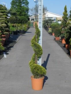 Leylandcipres Als Spiraal (Cupressocyparis Leylandii 'Castlewellan Gold' ) -DIRECTPLANT Winkel cupressocyparis leylandii castlewellan gold spiraal 125 150 c20