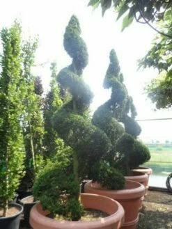 Leylandcipres Als Spiraal (Cupressocyparis Leylandii 'Castlewellan Gold' ) -DIRECTPLANT Winkel cupressocyparis leylandii castlewellan gold spiraal 250 300 c500 extra 1