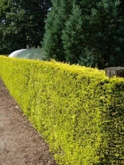 Gele Haagconifeer (Cupressocyparis Leylandii 'Gold Rider') -DIRECTPLANT Winkel cupressocyparis leylandii gold rider