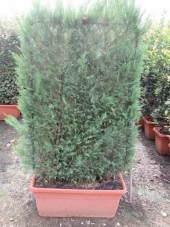 Conifeer Meeneemhaag (Cupressocyparis Leylandii) -DIRECTPLANT Winkel cupressocyparis leylandii leivorm 80x120 1