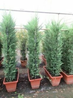 Conifeer Meeneemhaag (Cupressocyparis Leylandii) -DIRECTPLANT Winkel cupressocyparis leylandii leivorm 80x120 3