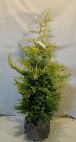 Gele Haagconifeer (Cupressocyparis Leylandii 'Gold Rider') -DIRECTPLANT Winkel cupressulgoldrider100 125