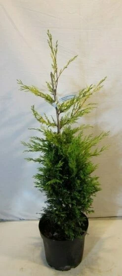Gele Haagconifeer (Cupressocyparis Leylandii 'Gold Rider') -DIRECTPLANT Winkel cupressulgoldrider80 100c3