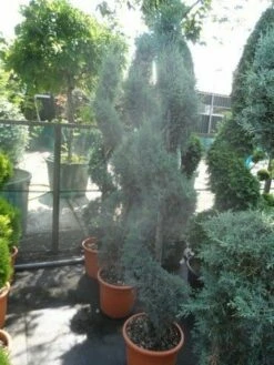 Cipres Als Spiraal (Cupressus Arizonica 'Glauca') -DIRECTPLANT Winkel cupressus arizonica glauca spiraal 175 200 c25