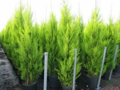 Cipres Kamerconifeer (Cupressus Macrocarpa 'Goldcrest') -DIRECTPLANT Winkel cupressus macrocarpa goldcrest 2