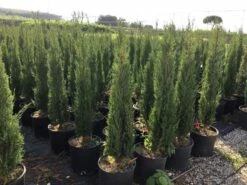 Italiaanse Cypres (Cupressus Sempervirens 'Stricta') -DIRECTPLANT Winkel cupressus semp. stricta 80100 cm