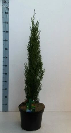 Italiaanse Cipres (Cupressus Sempervirens 'Totem') -DIRECTPLANT Winkel cupressus semp totem 80 100 cm co. 10l kopie 2