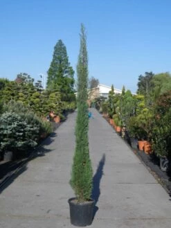 Italiaanse Cypres (Cupressus Sempervirens 'Stricta') -DIRECTPLANT Winkel cupressus sempervirens strica 200 250 c30