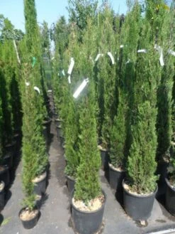 Italiaanse Cypres (Cupressus Sempervirens 'Stricta') -DIRECTPLANT Winkel cupressus sempervirens stricta 125 150