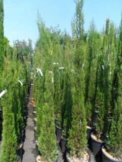Italiaanse Cypres (Cupressus Sempervirens 'Stricta') -DIRECTPLANT Winkel cupressus sempervirens stricta 150 175 200