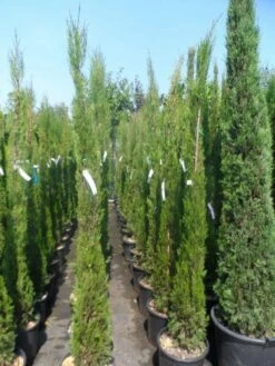 Italiaanse Cypres (Cupressus Sempervirens 'Stricta') -DIRECTPLANT Winkel cupressus sempervirens stricta 175 200 250