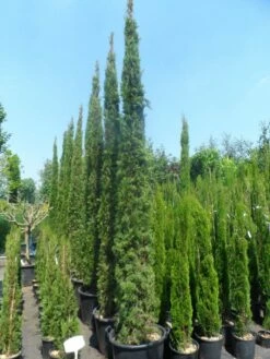 Italiaanse Cypres (Cupressus Sempervirens 'Stricta') -DIRECTPLANT Winkel cupressus sempervirens stricta 250 300 c70