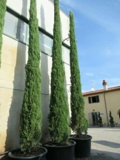 Italiaanse Cypres (Cupressus Sempervirens 'Stricta') -DIRECTPLANT Winkel cupressus sempervirens stricta 2